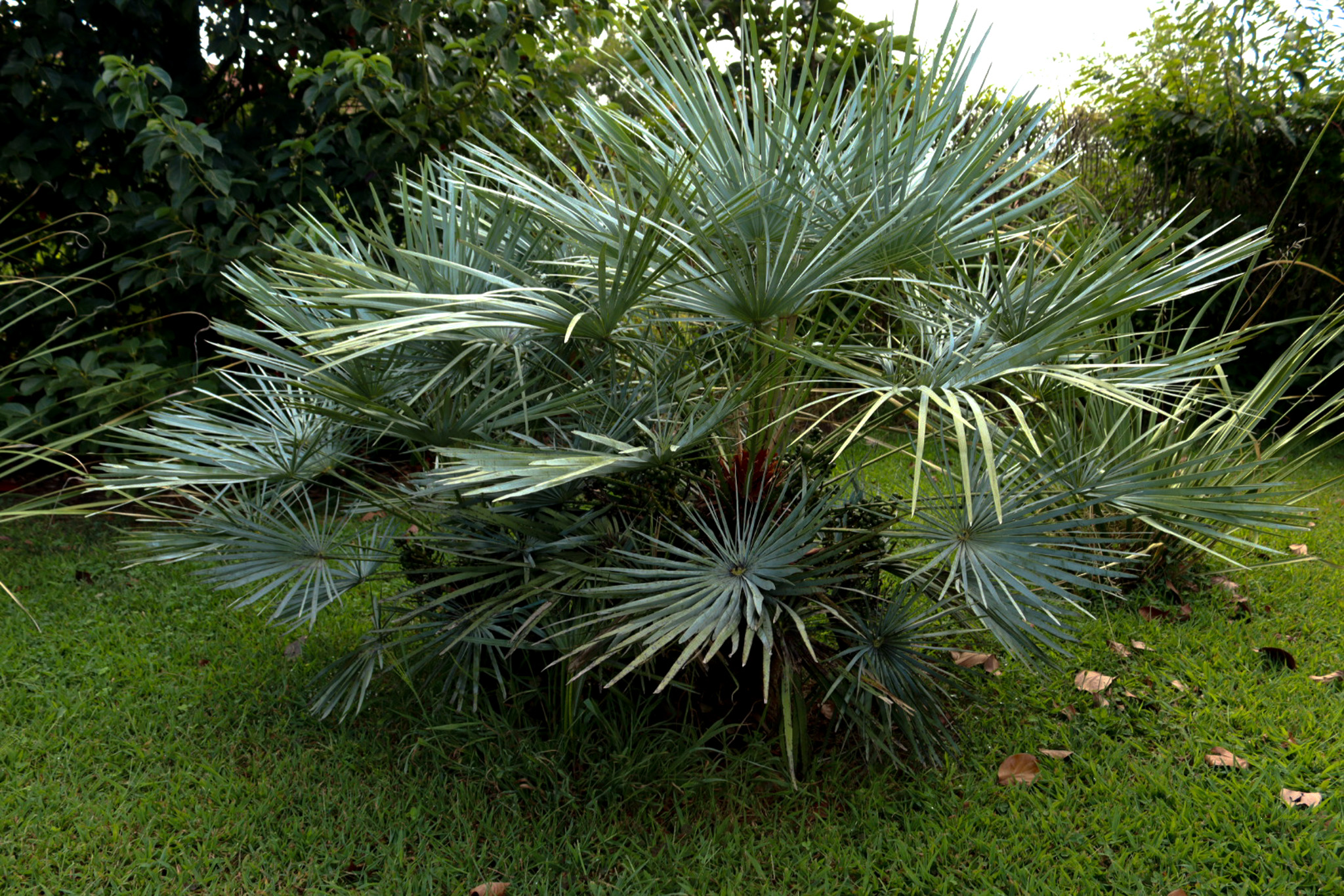 Chamaerops humilis cerifera Palma