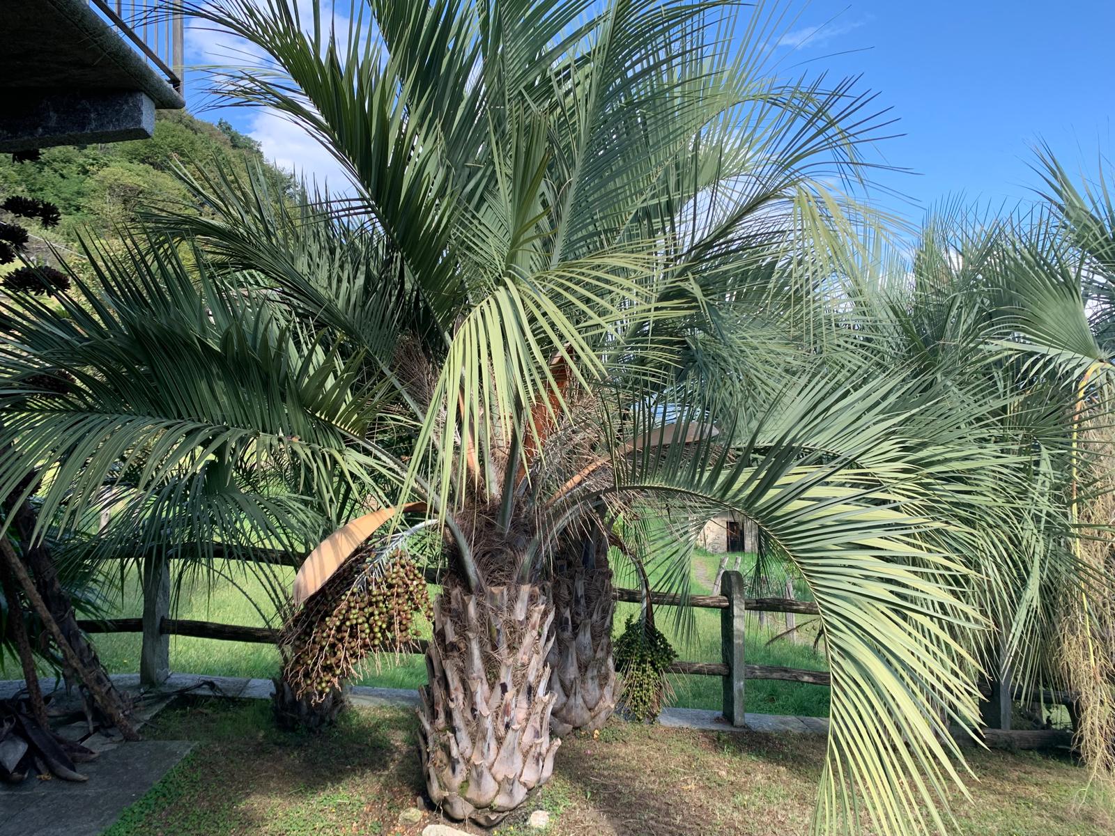 Butia odorata Palma